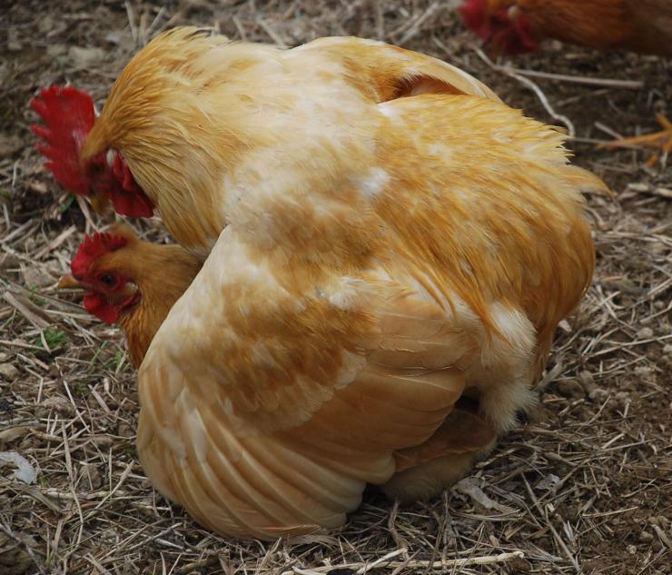 鸡在交配 - 鹭栖湖生态农场的照片