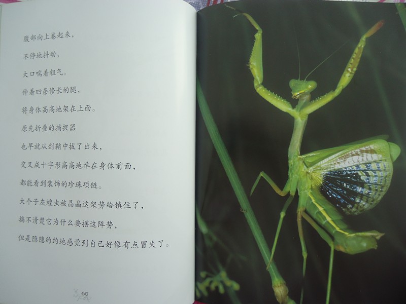 螳螂的一生法布尔昆虫记阅读心得