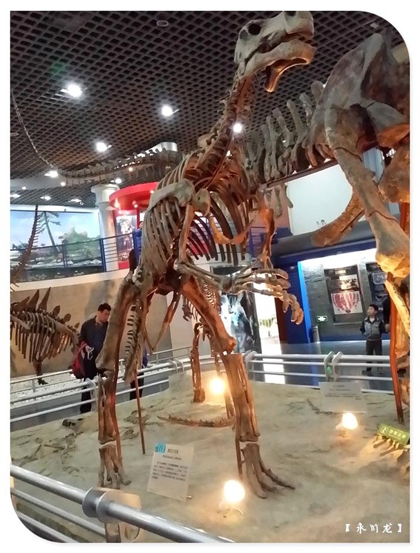 北京行——自然博物馆只为看恐龙